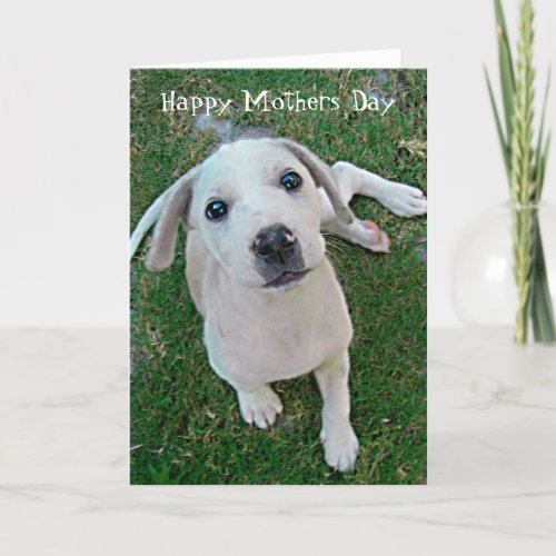 photograph white puppy dog Happy Mothers Day Card