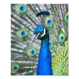 Photographic Print Peacock