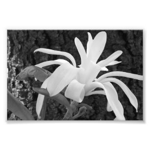 Photographic Print Star Magnolia