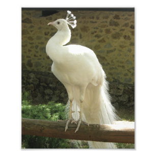 Photographic Print-White Peacock Photo Print