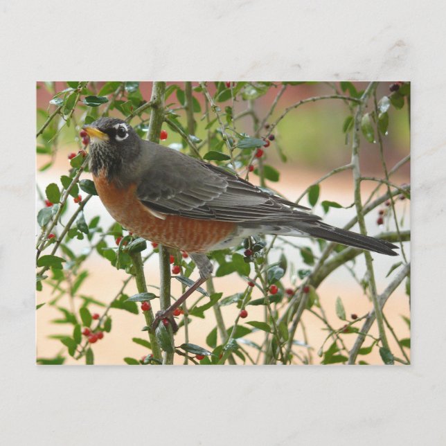 Photographs : birds - postcard (Front)