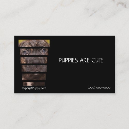 Photography Cane Corso Puppy Business Card