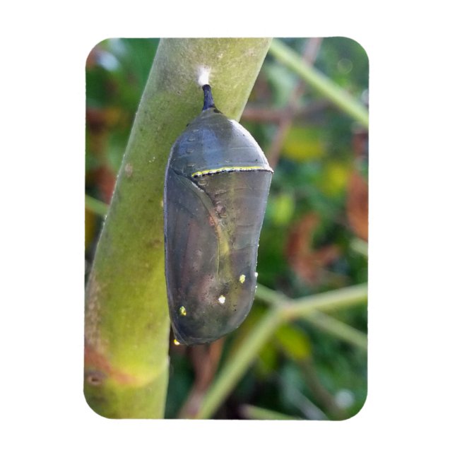 Photography - Chrysalis of the Monarch Butterfly Magnet (Vertical)