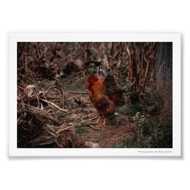Photography Coq - Uekani - 17.7x12.7cm Photo Print (Front)
