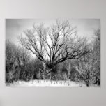 Photography for SALE - Frosted Trees Print