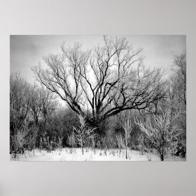 Photography for SALE - Frosted Trees Print (Front)