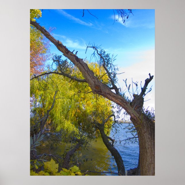 Photography for SALE - Gnarled Tree Prints (Front)