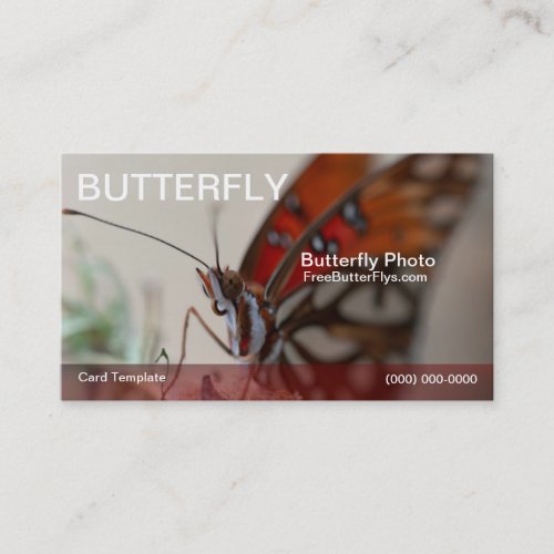 Photography Gulf Butterfly Template Business Card