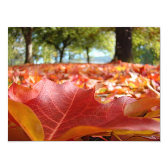 Photography nature art prints custom Fall Leaves (Front)