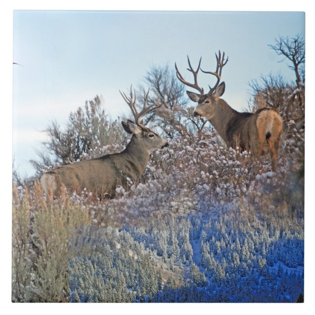 Photography photoshop wildlife art ceramic tile (Front)