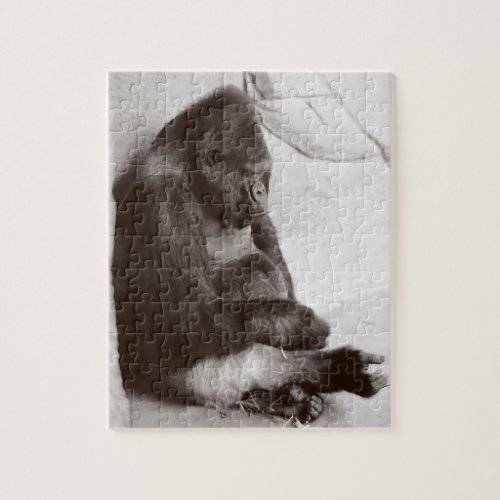 Photography Sleeping Gorilla Jigsaw Puzzle