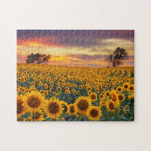 Photography Sunflower Field Complex Jigsaw Puzzles
