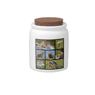Photos mosaic Alpine marmots and edelweiss Candy Jar