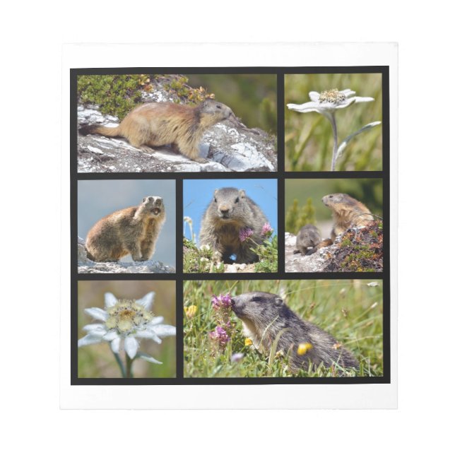 Photos mosaic Alpine marmots and edelweiss Notepad (Front)