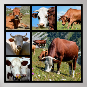 Photos mosaic of cows poster