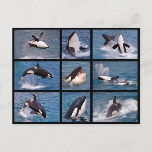 Photos mosaic of killer whales postcard