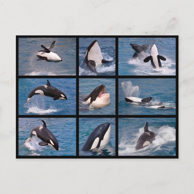 Photos mosaic of killer whales postcard (Front)