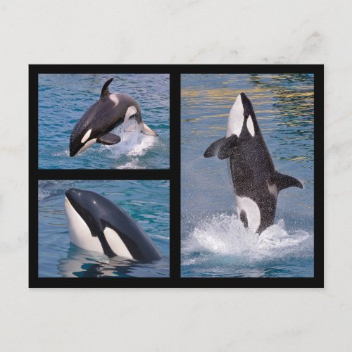 Photos mosaic of killer whales postcard