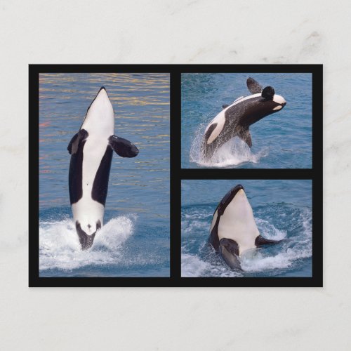 Photos mosaic of killer whales postcard