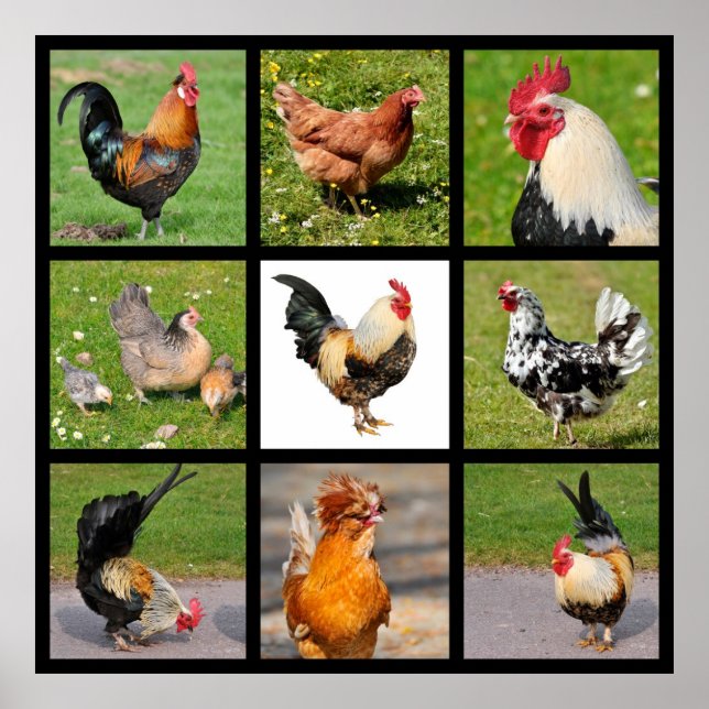 Photos mosaic of roosters and hens poster (Front)
