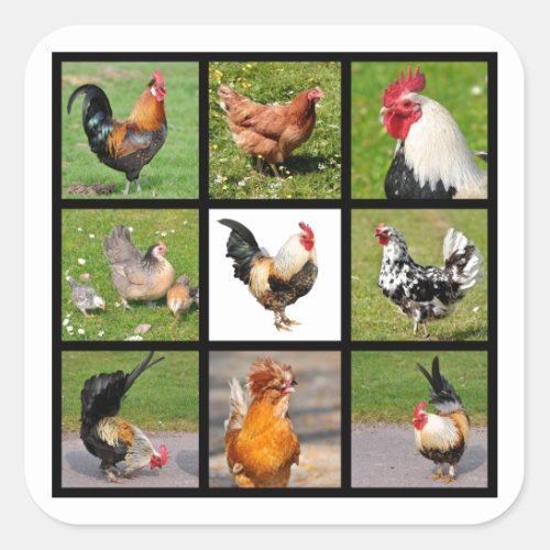 Photos mosaic of roosters and hens square sticker