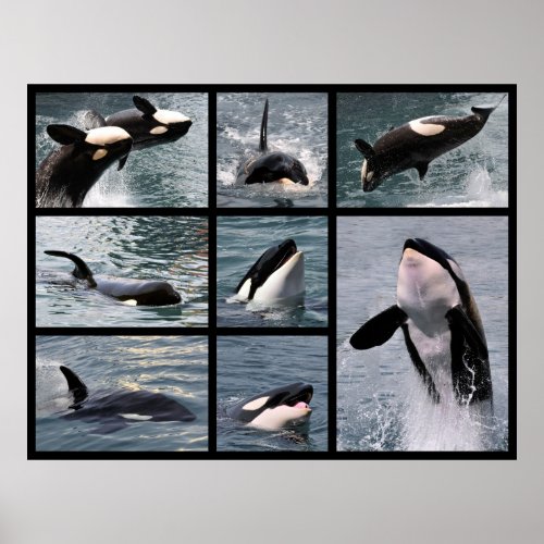Photos multiple of killer whales poster