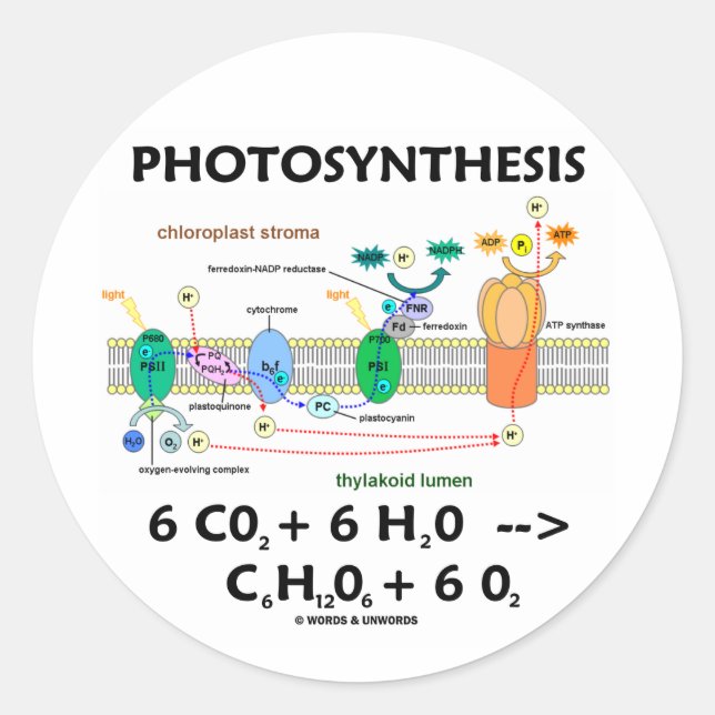 Photosynthesis (Carbon Dioxide + Water) Classic Round Sticker (Front)