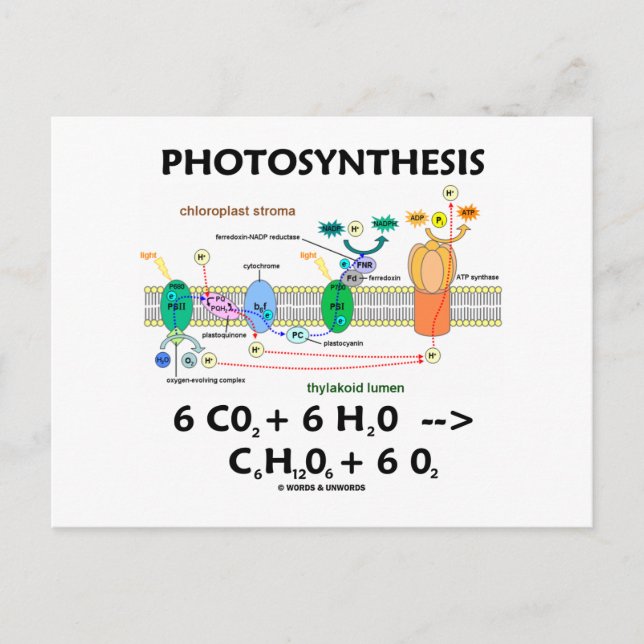 Photosynthesis (Carbon Dioxide + Water) Postcard (Front)