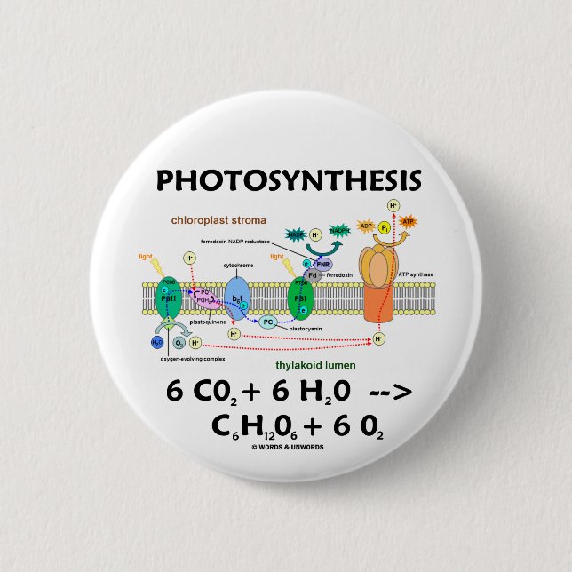 Photosynthesis (Chemical) Formula Pinback Button (Front)