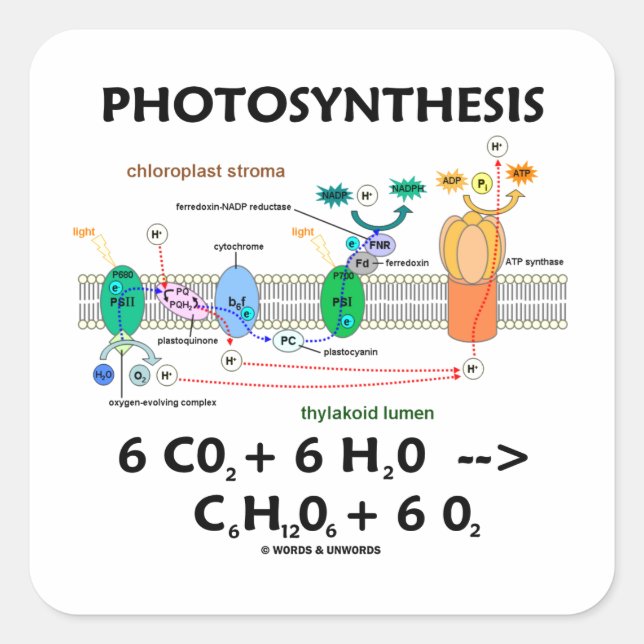 Photosynthesis (Chemical Formula) Square Sticker (Front)
