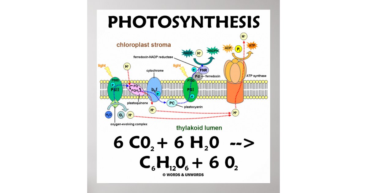 chemical formula for photosynthesis