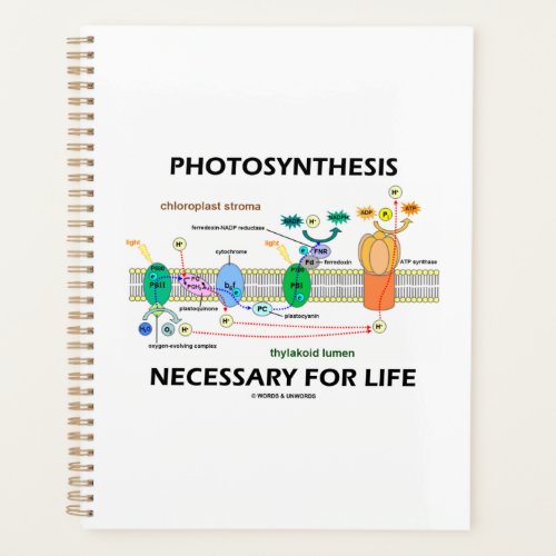 Photosynthesis Necessary For Life Light_Dependent Planner