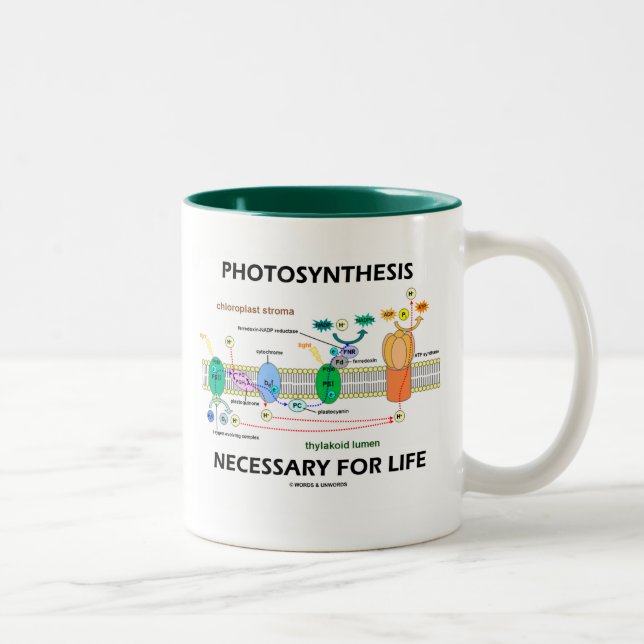 Photosynthesis Necessary For Life Two-Tone Coffee Mug (Right)