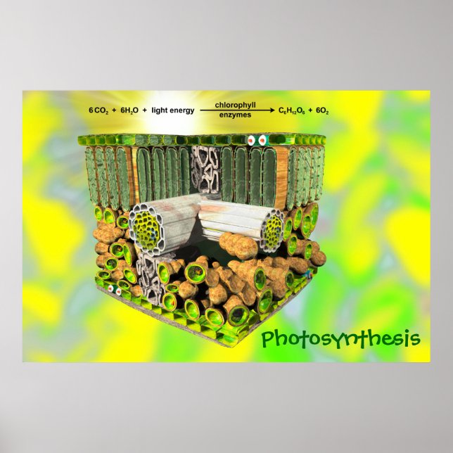 Photosynthesis Poster (Front)