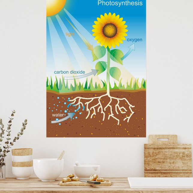Photosynthesis Poster | Zazzle