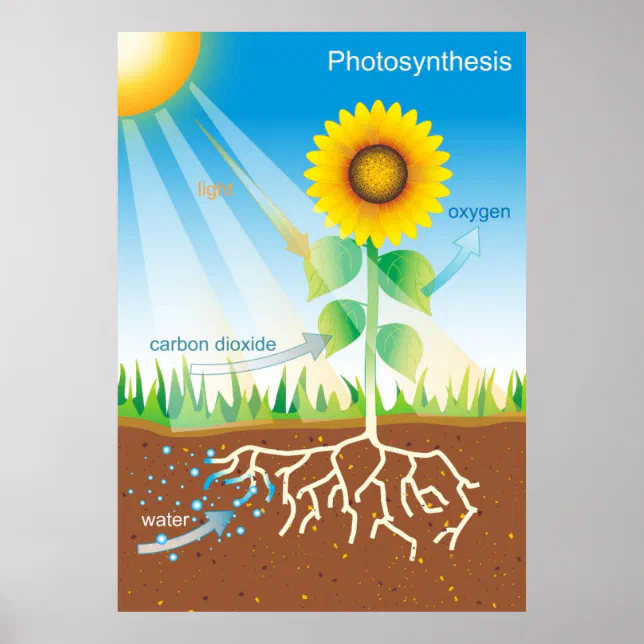 Photosynthesis Poster | Zazzle