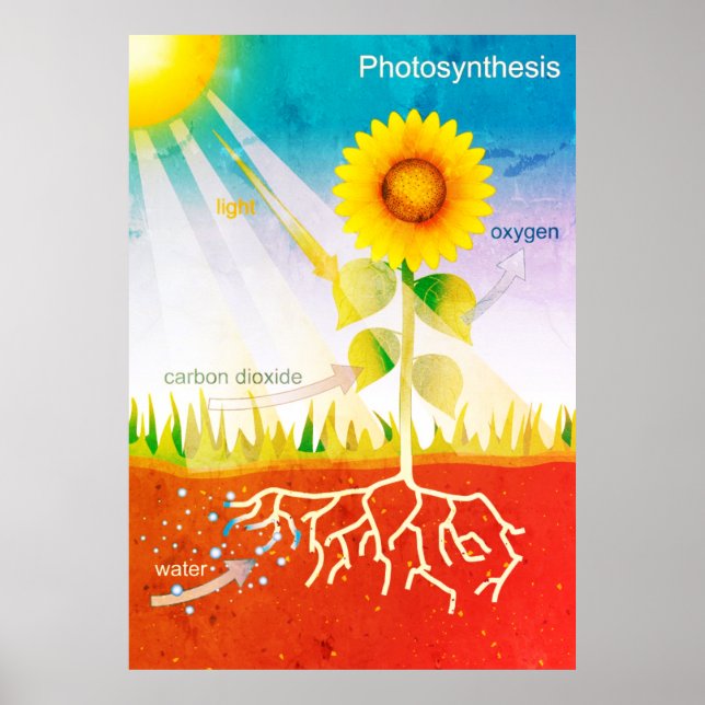 Photosynthesis Poster (Front)