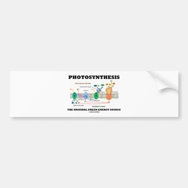 Photosynthesis The Original Green Energy Source Bumper Sticker (Front)