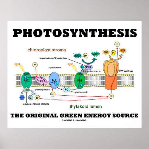 Photosynthesis The Original Green Energy Source Poster