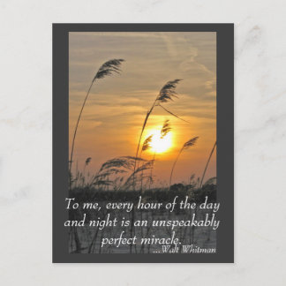 phragmities at sunset postcard