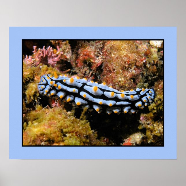 Phyllidia varicosa poster (Front)