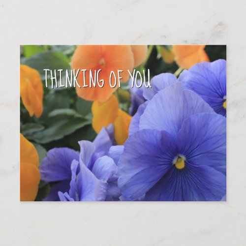 Phylliss Pansies with Thinking of You Message Postcard