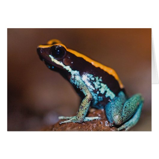 Phyllobates vittatus, a poison arrow frog cards (Front Horizontal)