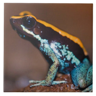 Phyllobates vittatus, a poison arrow frog ceramic tile