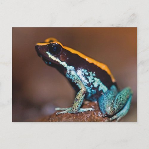 Phyllobates vittatus a poison arrow frog postcard