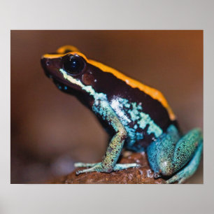 Phyllobates vittatus, a poison arrow frog poster