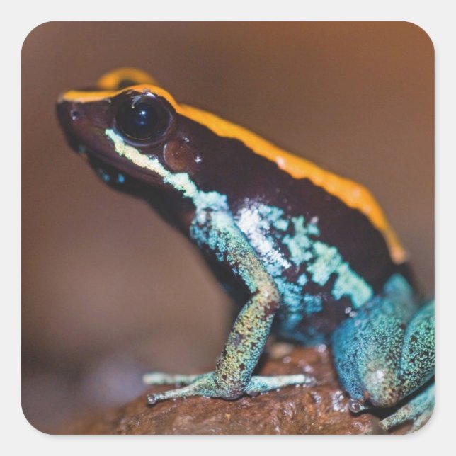 Phyllobates vittatus, a poison arrow frog square sticker (Front)
