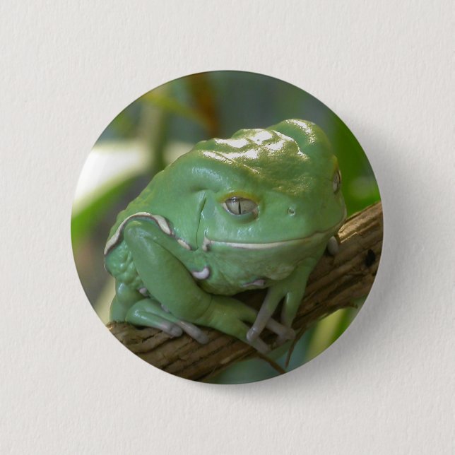 Phyllomedusa sauvagii pinback button (Front)