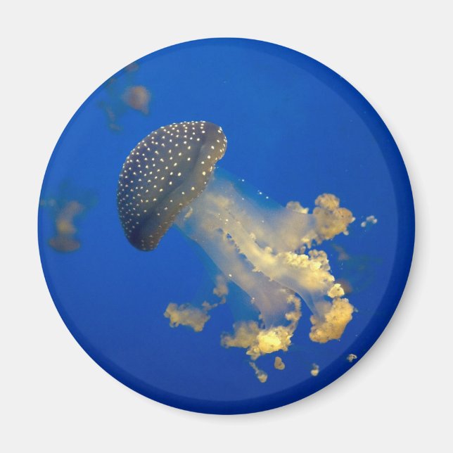 Phyllorhiza punctata magnet (Front)