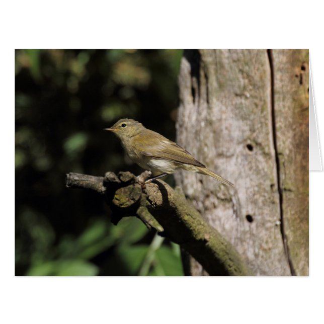 Phylloscopus collybita cards (Front Horizontal)